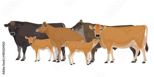 Set of Bull, Cow, Calf. Jersey - The Best Milk Cattle Breeds. Farm animals. Vector Illustration.