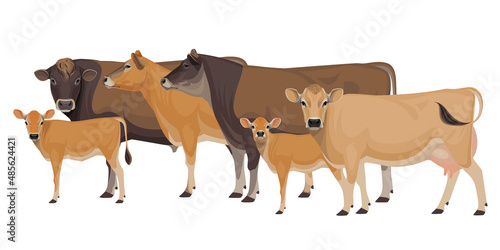 Set of Bull, Cow, Calf. Jersey - The Best Milk Cattle Breeds. Farm animals. Vector Illustration.