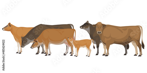 Set of Bull  Cow  Calf. Jersey - The Best Milk Cattle Breeds. Farm animals. Vector Illustration.