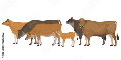 Set of Bull, Cow, Calf. Jersey - The Best Milk Cattle Breeds. Farm animals. Vector Illustration.