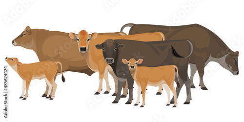 Set of Bull, Cow, Calf. Jersey - The Best Milk Cattle Breeds. Farm animals. Vector Illustration.