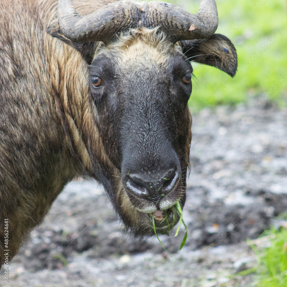 Fototapeta premium Animals at a zoo in Finland