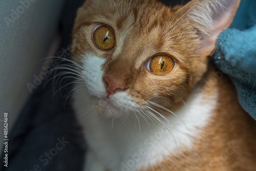 cat eyes, center uberaba, brazil photo