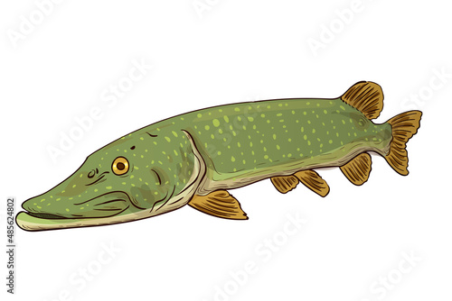 Pike Fish Northern Pike (Esox Lucius) Freshwater. Vector sketch of a fish isolated on a white background.