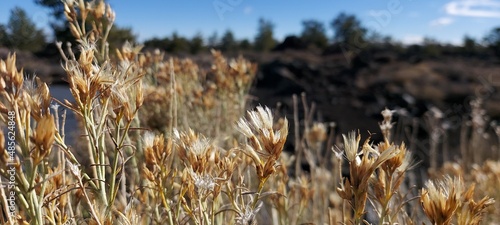 Close-up of dry grass in the sun.