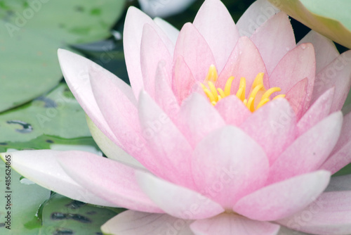 Seerose in Farbe pink rosa