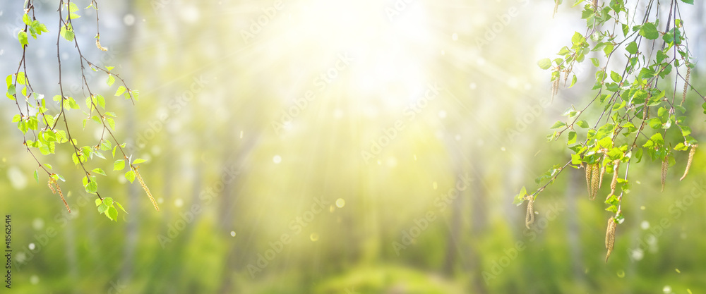 Sunny spring forest banner with birch branches. Birch branches with catkins on a blurred background. - obrazy, fototapety, plakaty 