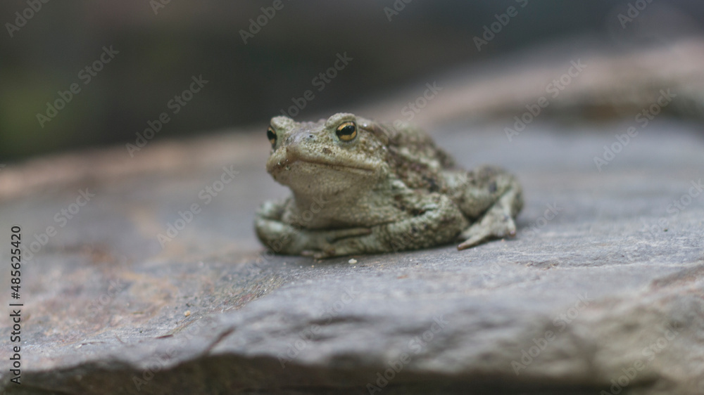 Obraz premium Toad or Frog?