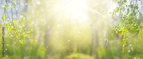 Fotografia Sunny spring forest banner with birch branches