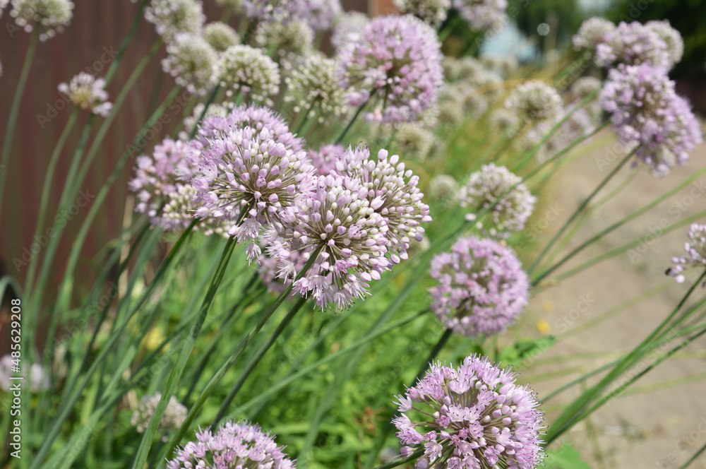 Growing allium, ornamental onion. A close-up of blooming allium, purple spherical ornamental onion flowers. Growing allium, ornamental onion. A close-up of blooming allium, purple spherical ornamental onion flowers.