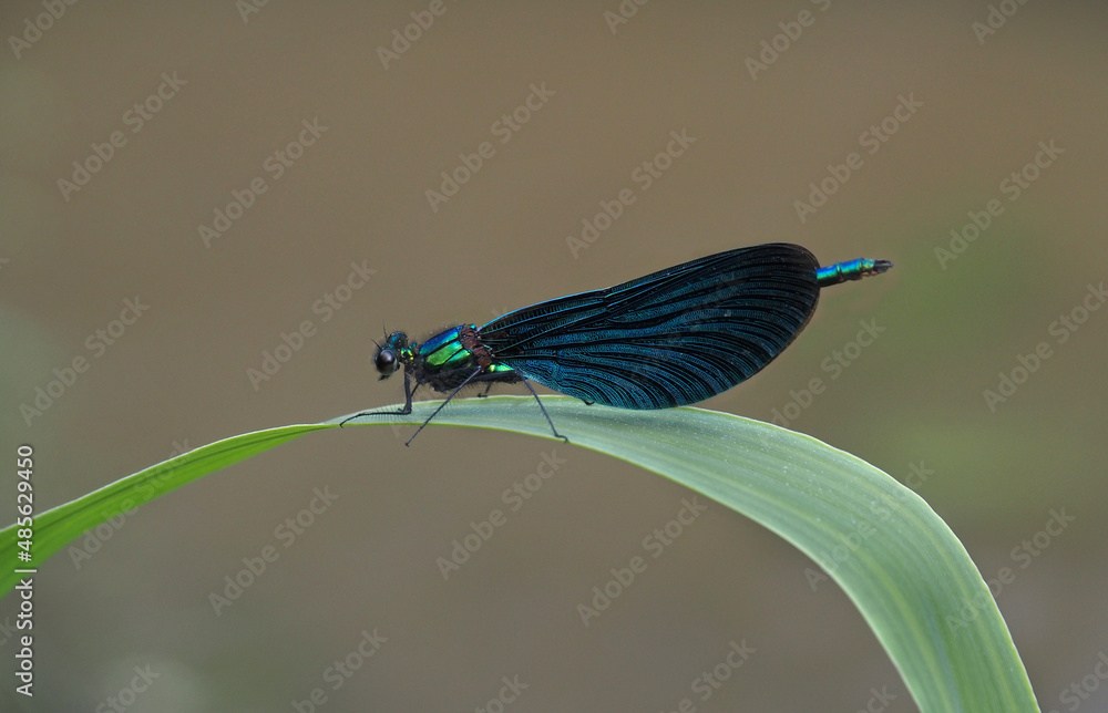 Blauflügel-Prachtlibelle (Calopteryx virgo) Blauflügel-Prachtlibelle (Calopteryx virgo)