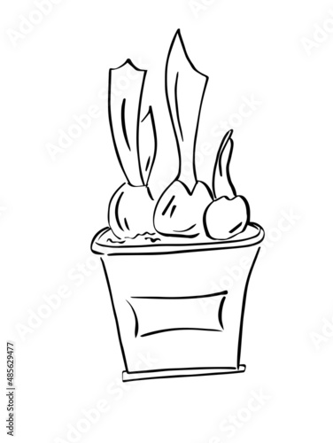 Flower pot with tulip bulbs. Growing flowers on the windowsill. First spring flowers.