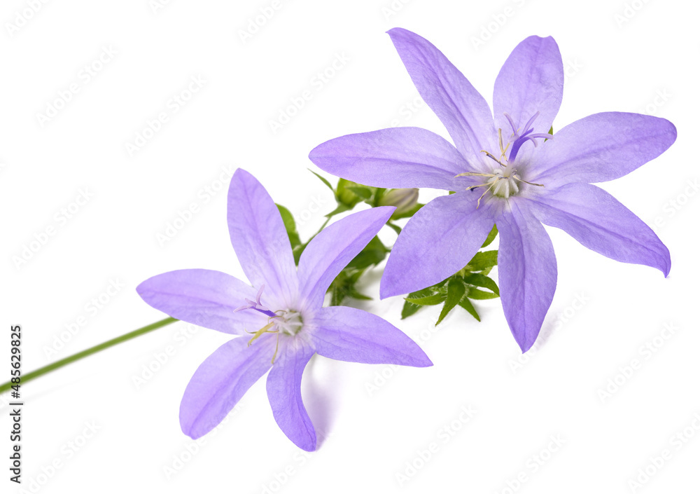 Trailing bellflowers Trailing bellflowers