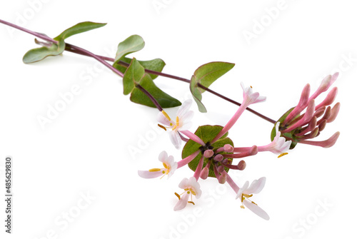 Pink honeysuckle  flowers