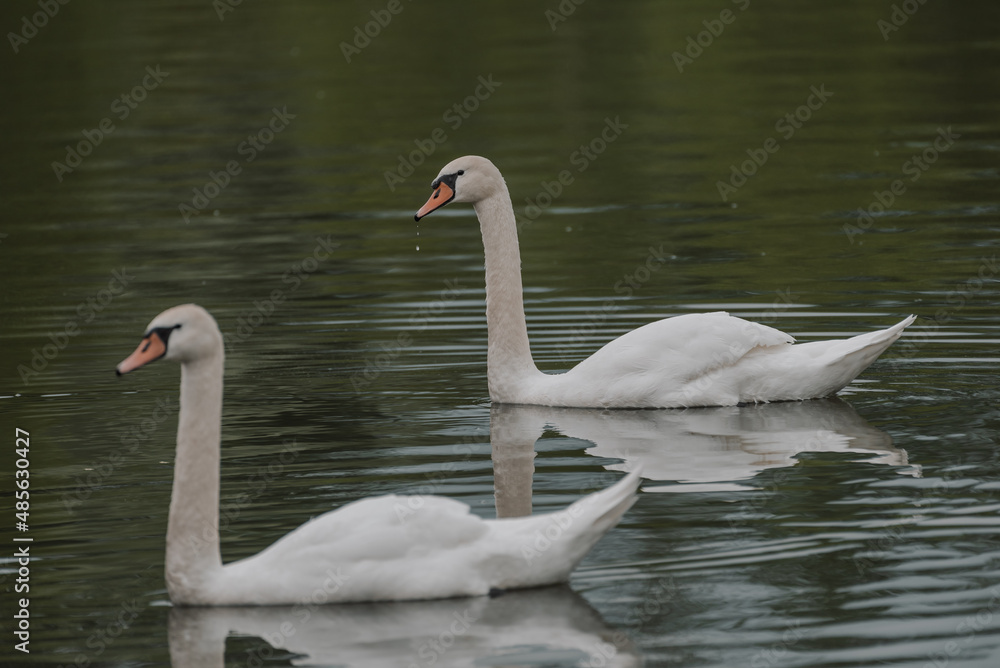 swans on the lake swans on the lake