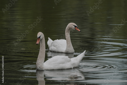 swan on the water