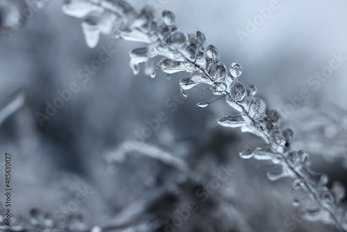 Plant in ice glaze outdoors on winter day, closeup