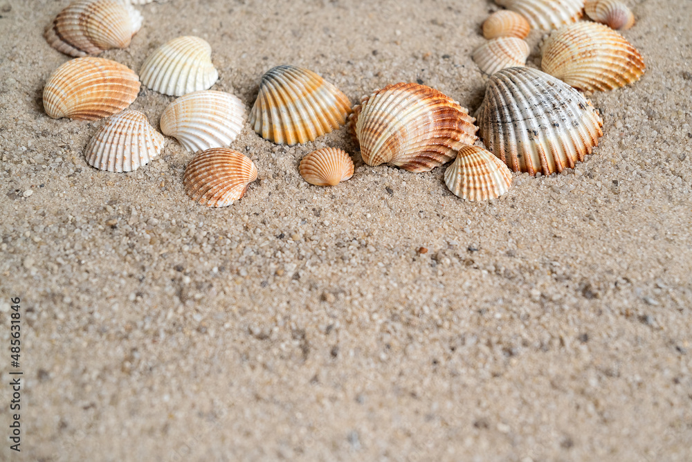 Ribbed sea shells on sand marine background with copy space Ribbed sea shells on sand marine background with copy space