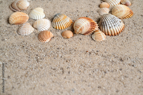 Ribbed sea shells on sand marine background with copy space