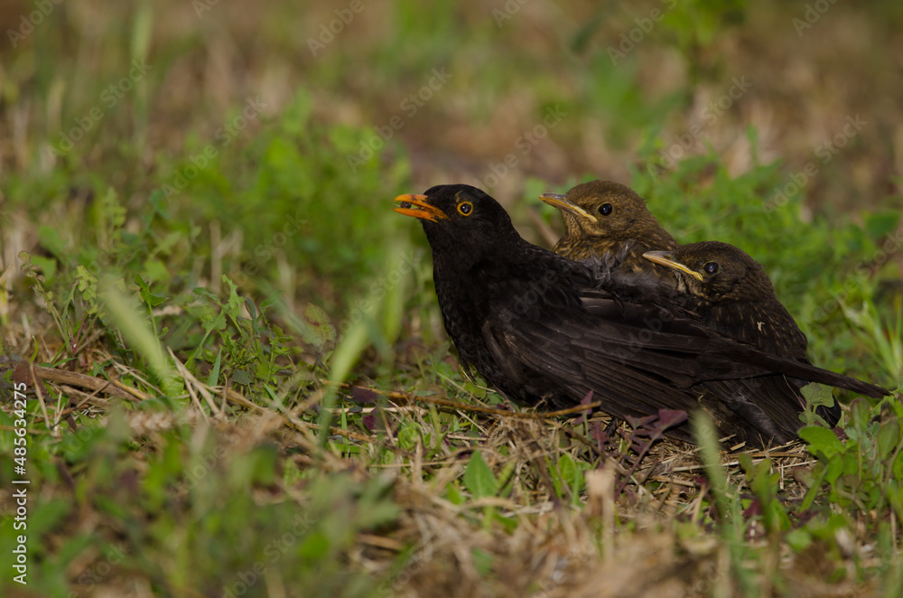 Common blackbirds Turdus merula cabrerae. Male with a woodlouse as food to its chicks. Gran Canaria. Canary Islands. Spain. Common blackbirds Turdus merula cabrerae. Male with a woodlouse as food to its chicks. Gran Canaria. Canary Islands. Spain.