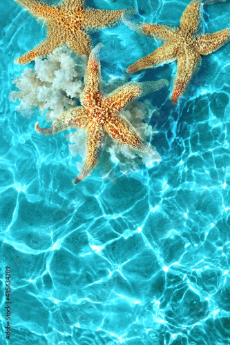 Starfish and coral on the summer beach in sea water. Summer background. © Belight