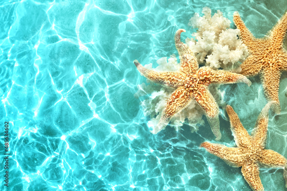 Starfish and coral on the summer beach in sea water. Summer background. Starfish and coral on the summer beach in sea water. Summer background.