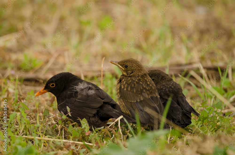 Common blackbirds Turdus merula cabrerae. Male with chicks. Las Palmas de Gran Canaria. Gran Canaria. Canary Islands. Spain. Common blackbirds Turdus merula cabrerae. Male with chicks. Las Palmas de Gran Canaria. Gran Canaria. Canary Islands. Spain.