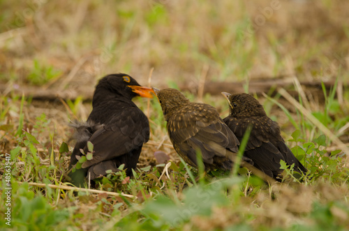 Common blackbirds Turdus merula cabrerae. Male feeding one its chicks. Las Palmas de Gran Canaria. Gran Canaria. Canary Islands. Spain.