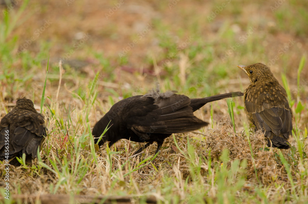 Common blackbirds Turdus merula cabrerae. Male searching for food and chicks. Las Palmas de Gran Canaria. Gran Canaria. Canary Islands. Spain. Common blackbirds Turdus merula cabrerae. Male searching for food and chicks. Las Palmas de Gran Canaria. Gran Canaria. Canary Islands. Spain.