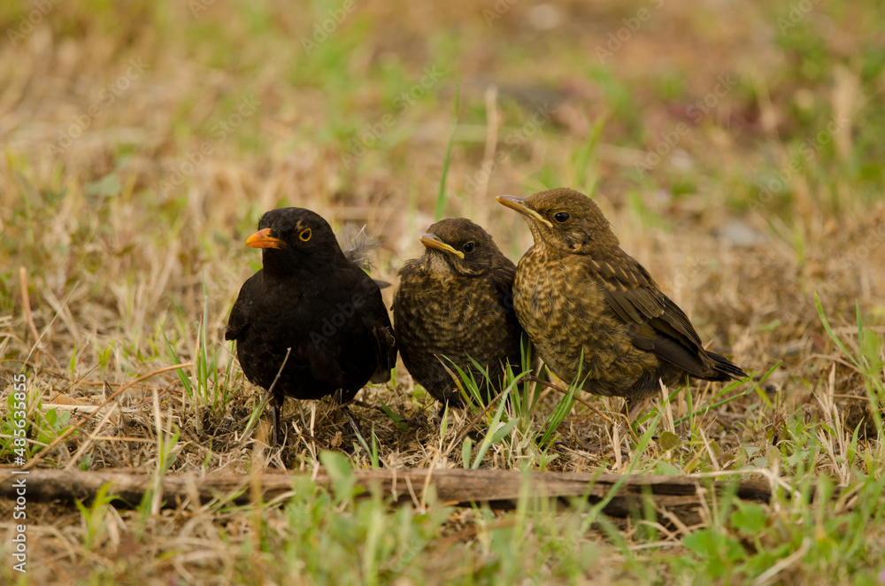 Common blackbirds Turdus merula cabrerae. Male with chicks. Las Palmas de Gran Canaria. Gran Canaria. Canary Islands. Spain. Common blackbirds Turdus merula cabrerae. Male with chicks. Las Palmas de Gran Canaria. Gran Canaria. Canary Islands. Spain.