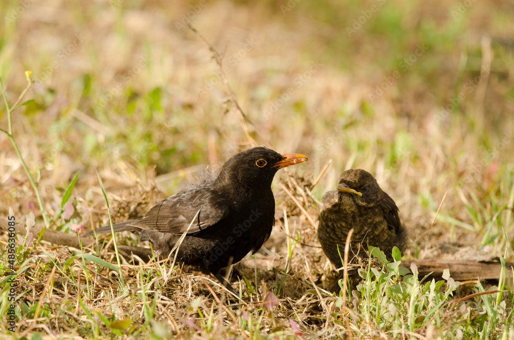 Obraz premium Common blackbirds Turdus merula cabrerae. Male with food to its chicks. Las Palmas de Gran Canaria. Gran Canaria. Canary Islands. Spain.