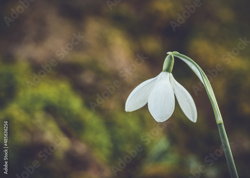 A Single Early Spring Snowdrop In Macro