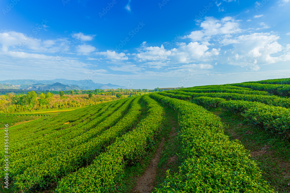 Green tea field in morning 