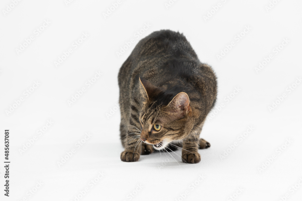 Fototapeta premium She-cat meows in displeasure and sits on a white background.