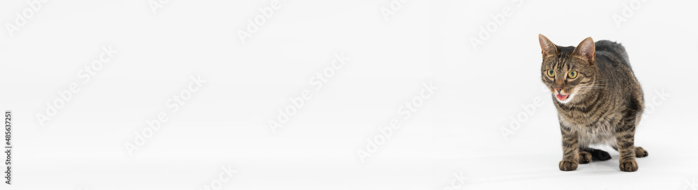 She-cat opens her mouth and sticks out her tongue while sitting on a white background. Panoramic frame. She-cat opens her mouth and sticks out her tongue while sitting on a white background. Panoramic frame.