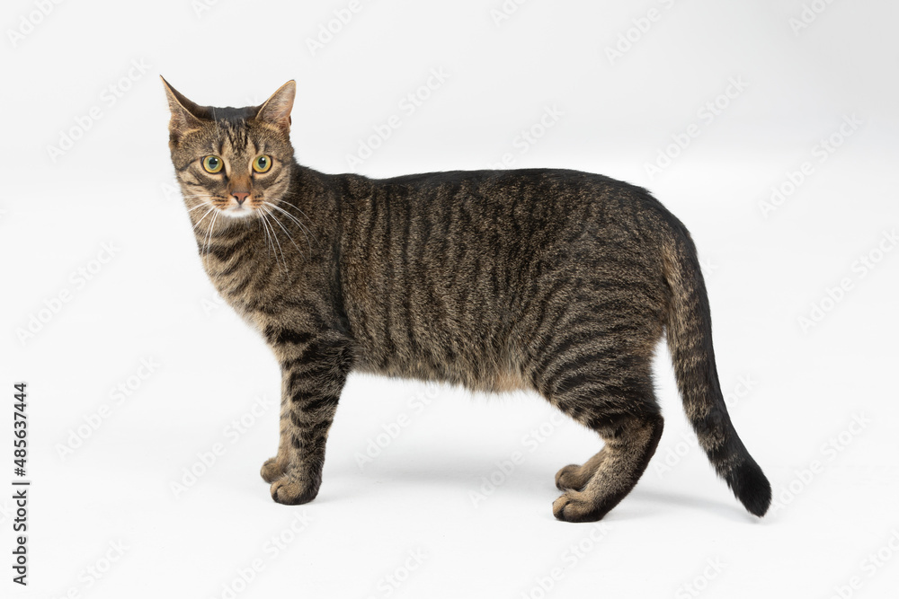 She-cat stands with her tail lowered against a white background and looks around.