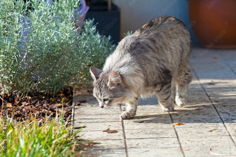 Adorable long haired cat in a garden,siberian breed Adorable long haired cat in a garden,siberian breed