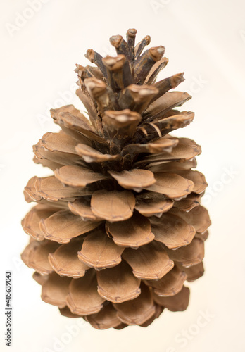 Pine cone on a white background. Brown cone with open petals.