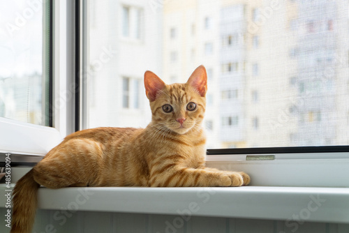 Close-up of small red tabby kitten lies on windowsill in summer. Anti-mosquito anti-vandal anti-cat protective net. Selective focus.