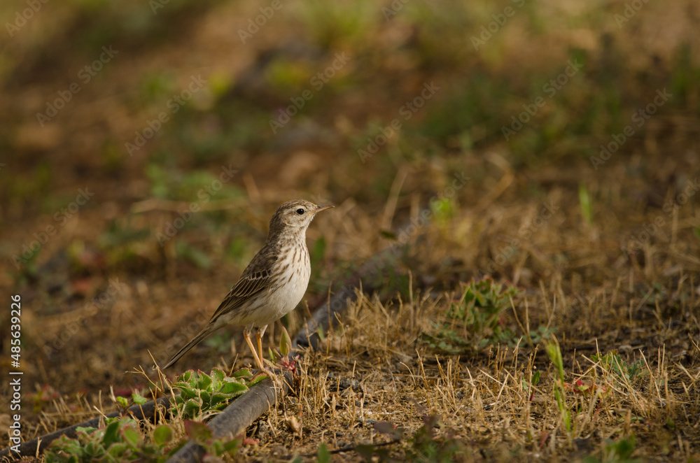 Fototapeta premium Berthelot's pipit Anthus berthelotii on a tube. La Ballena. Las Palmas de Gran Canaria. Gran Canaria. Canary Islands. Spain.