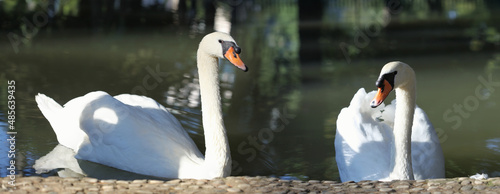 Two White swan swimming in pond. Horizontal long nature  background.