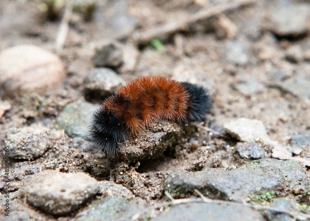 Tiger moth caterpillar on the Appalachian Trail, Shenandoah National Park, Virginia