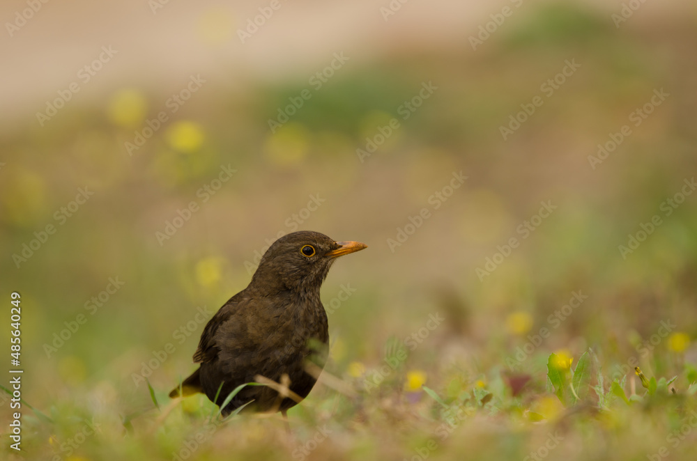 Obraz premium Female common blackbird Turdus merula cabrerae. La Ballena. Las Palmas de Gran Canaria. Gran Canaria. Canary Islands. Spain.