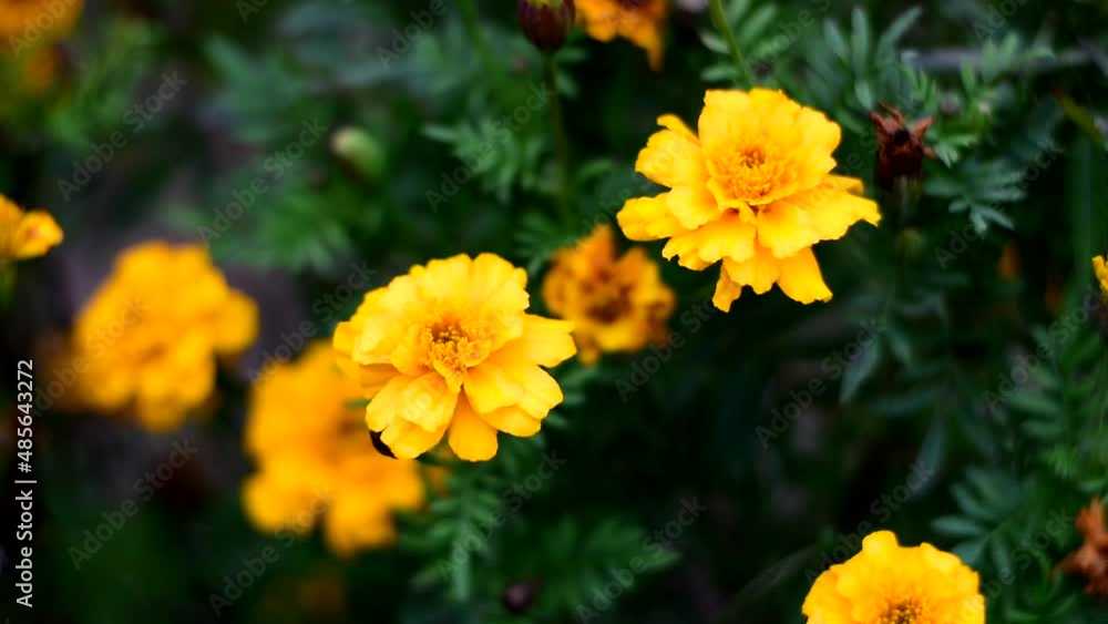 Autumn marigolds bloom and sway in the wind. Autumn marigolds bloom and sway in the wind.
