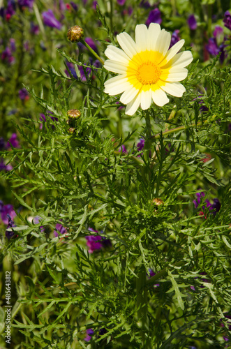 Flower of garland chrysanthemum Glebionis coronaria. Valleseco. Gran Canaria. Canary Islands. Spain. photo