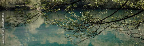 Young green leaves on trees.Summer.space for copying.Banner