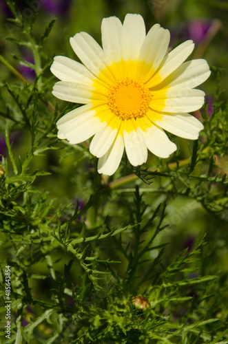 Flower of garland chrysanthemum Glebionis coronaria. Valleseco. Gran Canaria. Canary Islands. Spain.