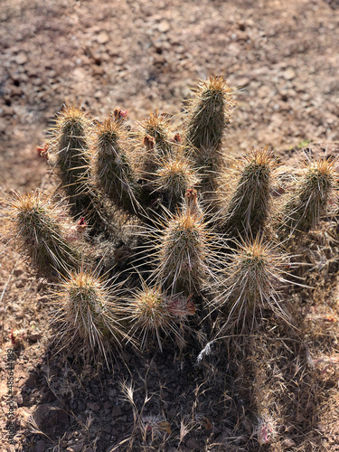 Cactus Bush