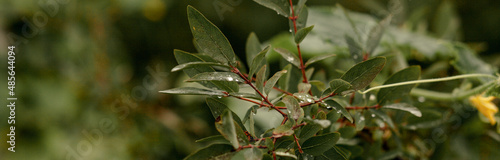 Young green leaves on trees.Summer.space for copying.Banner