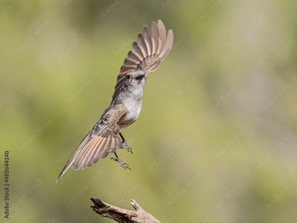 Fototapeta premium Ash-Throated Flycatcher